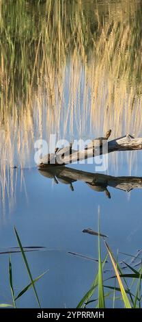 Schieberegler mit großer Biegung (Trachemys gaigeae) Stockfoto