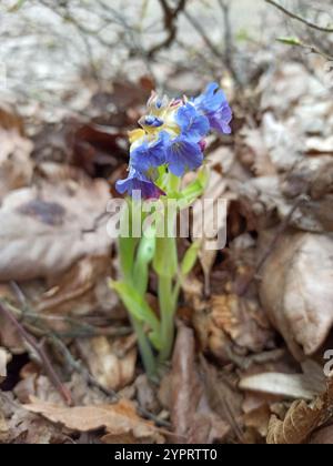 Haariges Lungenkraut (Pulmonaria mollis) Stockfoto