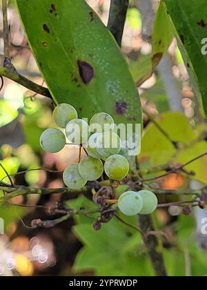 lorbeerblatt greenbrier (Smilax laurifolia) Stockfoto