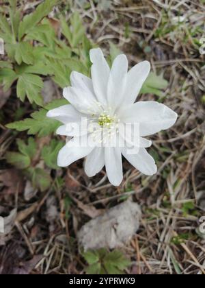 Altaische Anemone (Anemonoides altaica) Stockfoto