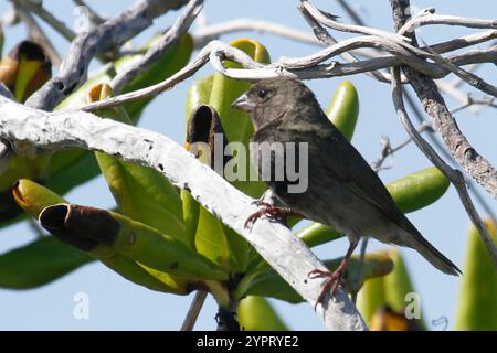 Grassquit mit schwarzem Gesicht (Melanospiza bicolor) Stockfoto