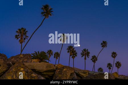 25. JANUAR 2020, SANTA BARBARA, CA, USA - Mondaufgang über Palmenhaufen südlich von Santa Barbara Stockfoto