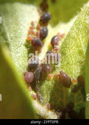 Birnengras-Blattlaus (Melanaphis pyraria) Stockfoto