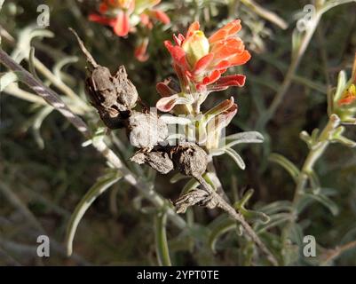 Indischer Wollpinsel (Castilleja foliolosa) Stockfoto