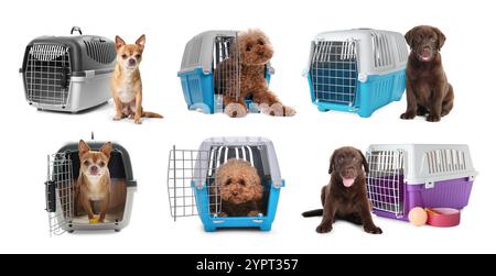 Verschiedene Hunde und Tierträger auf weißem Hintergrund Stockfoto