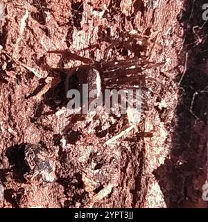 Kaninchenhubspinne (Steatoda bipunctata) Stockfoto