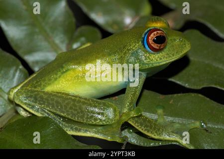 Ankafana Bright Eyed Frog (Boophis luteus) Stockfoto