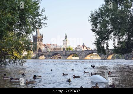 Weltberühmtes Erbe der Karlsbrücke. Eine mittelalterliche Steinbogenbrücke, die die Moldau überquert. Schwan und Enten am Fluss. Prag, Tschechische Republik Stockfoto