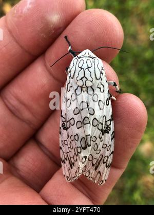 Riesige Leopardenmote (Hypercompe scribonia) Stockfoto