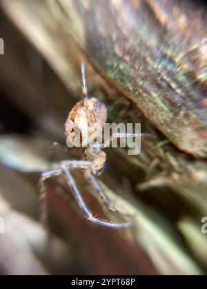 Eurasische gepanzerte Langhülse (Metellina segmentata) Stockfoto