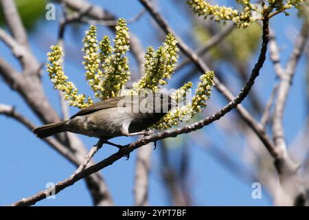 Grassquit mit schwarzem Gesicht (Melanospiza bicolor) Stockfoto