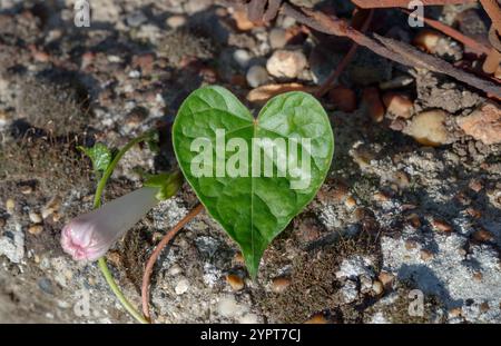 Herzförmiges Blatt einer Morning Glory Blume auf einem Betonzaun (Ipomoea purpurea) Stockfoto