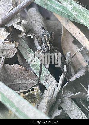 Wolfsspinne (Schizocosa avida) Stockfoto