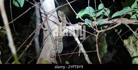 Nördliche marmorierte Samtgecko (Oedura marmorata) Stockfoto
