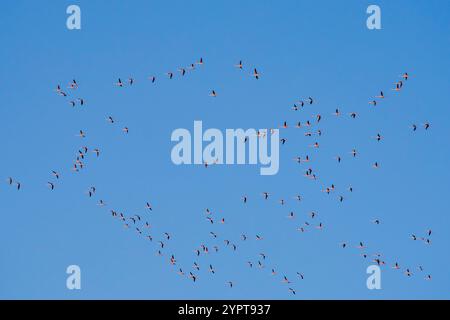 Eine Vogelschar, die am Himmel fliegt. Die Vögel befinden sich in verschiedenen Positionen und Größen und sind über den Himmel verteilt. Der Himmel ist klar und blau, A Stockfoto