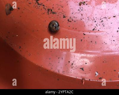 Erdbeerschnecke (Trochulus striolatus) Stockfoto