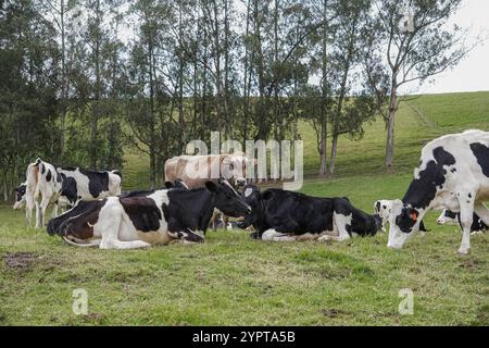 Gruppe von Holsteinkühen, die auf dem Gras vor einigen Bäumen ruhen Stockfoto