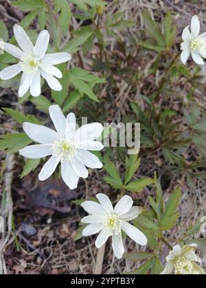 Altaische Anemone (Anemonoides altaica) Stockfoto