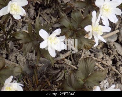 Altaische Anemone (Anemonoides altaica) Stockfoto