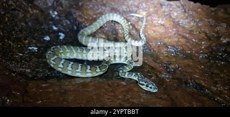 Darwin Carpet Python (Morelia spilota variegata) Stockfoto