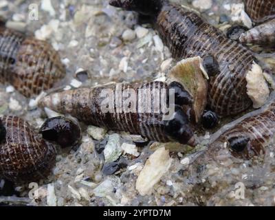 Japanisches falsches Cerith (Batillaria attramentaria) Stockfoto