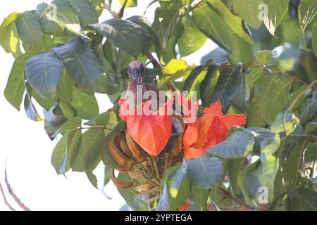 Silber-gekrönter Friarbird (Philemon Argenticeps) Stockfoto