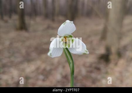 Nahaufnahme von gewöhnlichen Schneetropfen, Galanthus nivalis, im Wald. Das erste Zeichen des Frühlings. Makro von Blütenblättern, Antheren und Blütenpistil Stockfoto