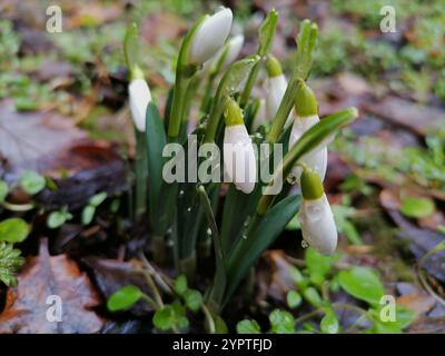 Nahaufnahme von gewöhnlichen Schneetropfen, Galanthus nivalis, in den bunten Blättern, kurz nach dem Regen und bevor sie die Blütenblätter öffnen. Das erste Zeichen des Frühlings Stockfoto