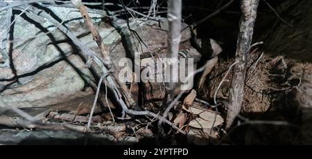 Nördliche marmorierte Samtgecko (Oedura marmorata) Stockfoto