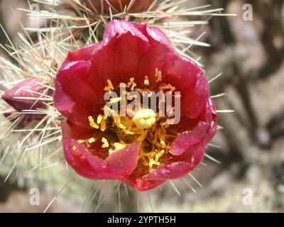 Walkingstock-Kakteen (Cylindropuntia imbricata spinosior) Stockfoto