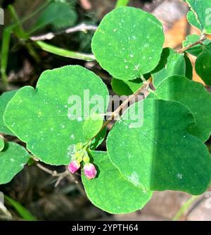 Kriechbeere (Symphoricarpos mollis) Stockfoto