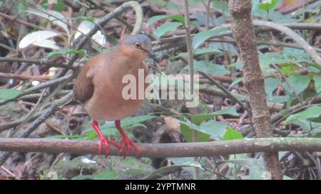 Grauköpfige Taube (Leptotila plumbeiceps) Stockfoto