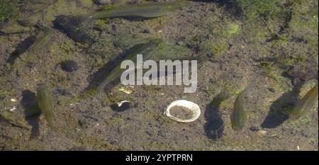 Westliche Moskitofisch (Gambusia affinis) Stockfoto
