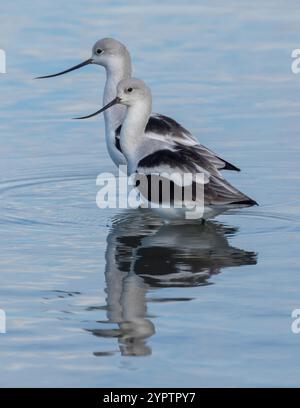 Amerikanischer Avocet, männlich und weiblich, die in Feuchtgebieten auf Nahrungssuche sind. Palo Alto Baylands, Santa Clara County, Kalifornien, USA. Stockfoto