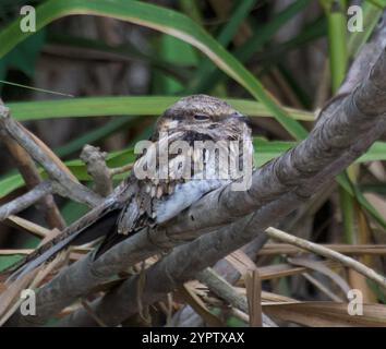 Nachtteller mit Leiterschwanzbesatz (Hydropsalis climacocerca) Stockfoto