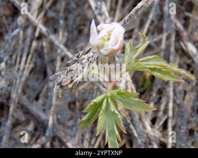 Altaische Anemone (Anemonoides altaica) Stockfoto