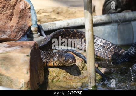 Texas Indigo Schlange (Drymarchon melanurus erebennus) Stockfoto