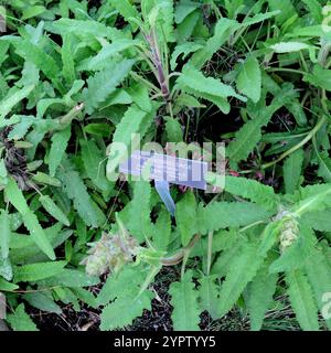Lateinisches botanisches Namensschild und Pflanzenbeschreibung für Kolibri Salbei (Salvia Spathacea); Presidio Tunnel Tops Park, San Francisco, Kalifornien. Stockfoto