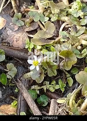 Efeublättriger Krähenfuß (Ranunkulus hederaceus) Stockfoto