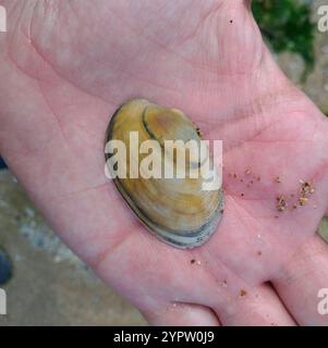 Muschel des Küchlein-Teppichs (Venerupis corrugata) Stockfoto