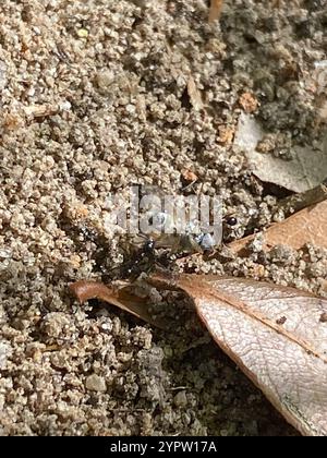 Großer importierter Großkopf-Ant (Pheidole obscurithorax) Stockfoto