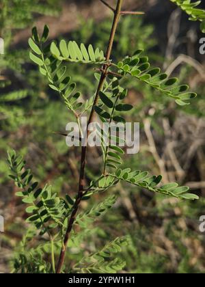 Weißhornakazie (Vachellia constricta) Stockfoto