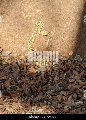 Westliche Schwarzschwanzschlange (Crotalus molossus) Stockfoto