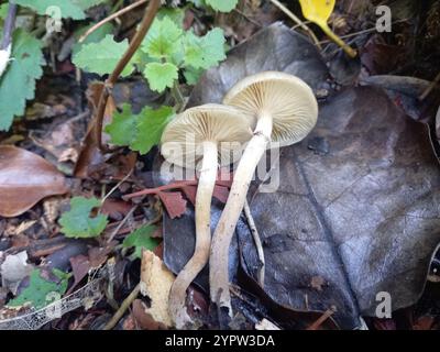 Austral-Honigpilz (Armillaria novae-zelandiae) Stockfoto