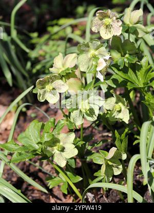 Fastenrose, Helleborus orientalis, Ranunculaceae. Griechenland und die Türkei. Stockfoto