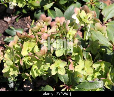 Helleborus 'Ice Breaker', Ranunculaceae. UK. Stockfoto