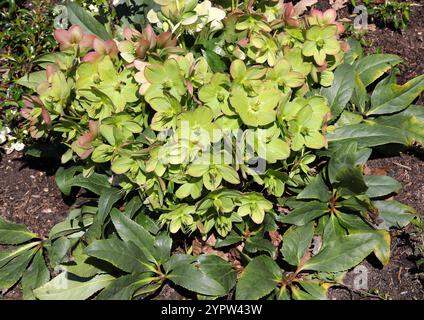 Helleborus 'Ice Breaker', Ranunculaceae. UK. Stockfoto