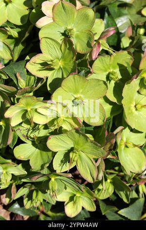 Helleborus 'Ice Breaker', Ranunculaceae. UK. Stockfoto