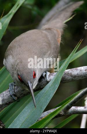 Großer Echsen-Kuckuck (Coccyzus merlini) Stockfoto