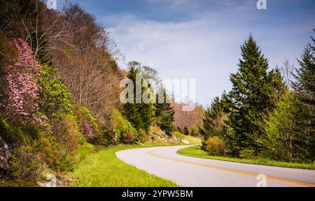 Pink Mountain Laurel blüht im Frühjahr auf dem Blue Ridge Parkway am Straßenrand. Stockfoto